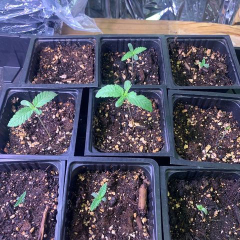 Og jay growlog timeline photo