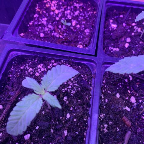 Og jay growlog timeline photo