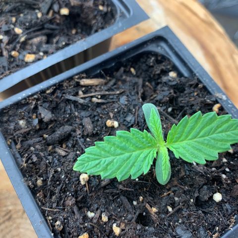Og jay growlog timeline photo