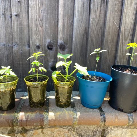 Kush Mints growlog timeline photo