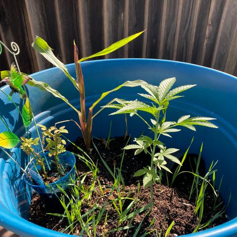 Kush Mints growlog timeline photo