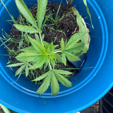 Kush Mints growlog timeline photo