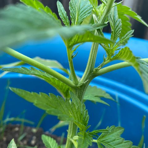 Kush Mints growlog timeline photo