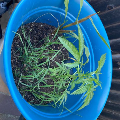 Kush Mints growlog timeline photo