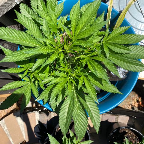 Kush Mints growlog timeline photo