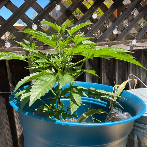 Kush Mints growlog timeline photo