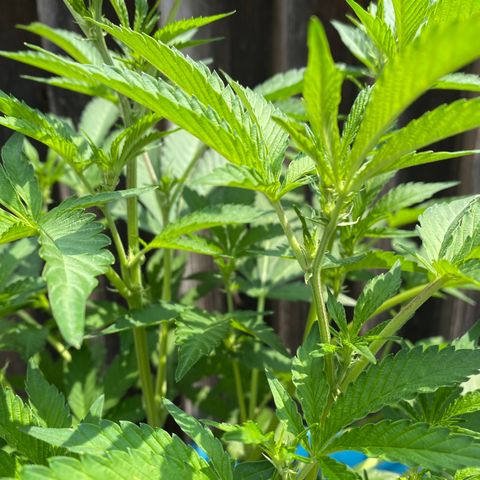 Kush Mints growlog timeline photo