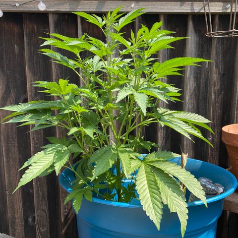 Kush Mints growlog timeline photo