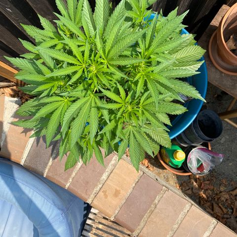 Kush Mints growlog timeline photo
