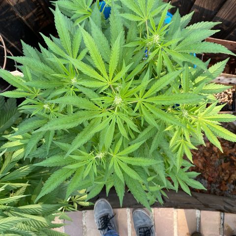 Kush Mints growlog timeline photo