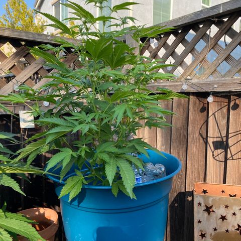 Kush Mints growlog timeline photo