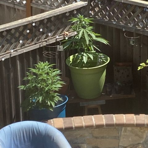Kush Mints growlog timeline photo