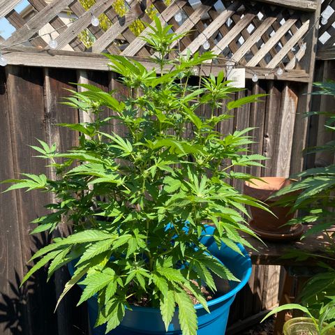 Kush Mints growlog timeline photo