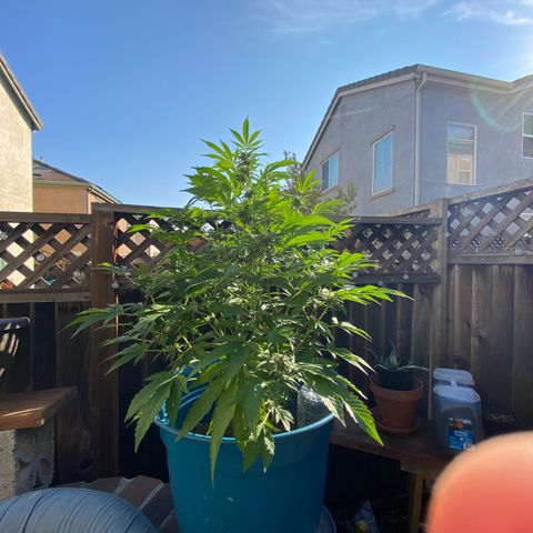 Kush Mints growlog timeline photo
