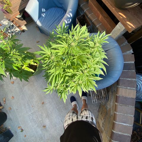 Kush Mints growlog timeline photo