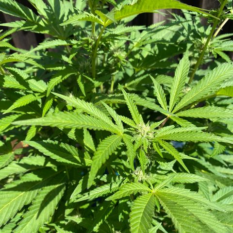 Kush Mints growlog timeline photo