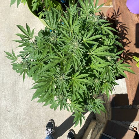 Kush Mints growlog timeline photo