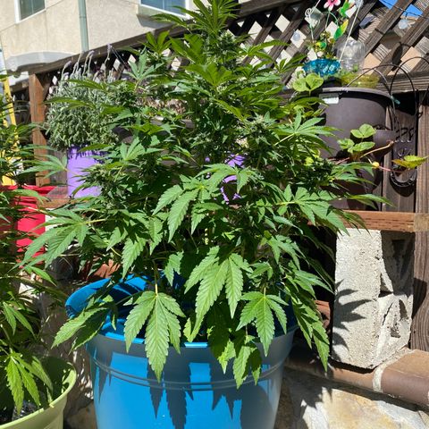 Kush Mints growlog timeline photo