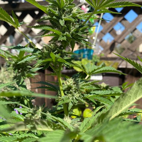 Kush Mints growlog timeline photo