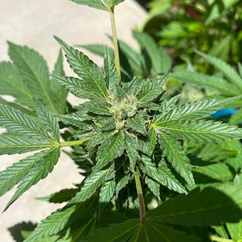 Kush Mints growlog timeline photo
