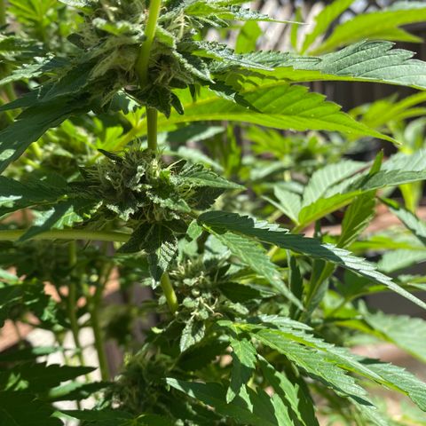 Kush Mints growlog timeline photo