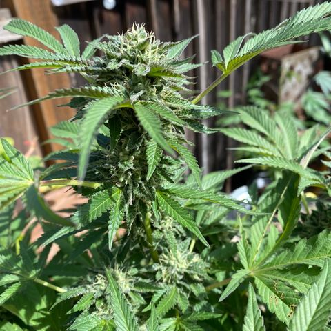 Kush Mints growlog timeline photo