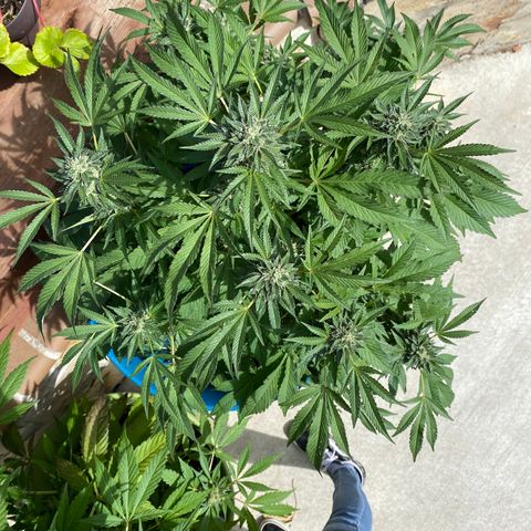 Kush Mints growlog timeline photo