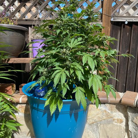 Kush Mints growlog timeline photo