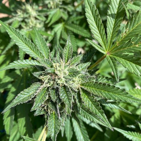 Kush Mints growlog timeline photo