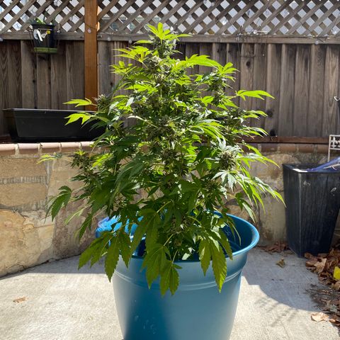 Kush Mints growlog photo: Orange hairs are becoming more prevalent! 
