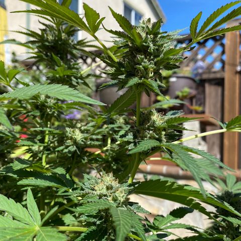 Kush Mints growlog photo: Orange hairs are becoming more prevalent! 