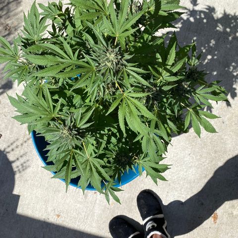 Kush Mints growlog photo: Orange hairs are becoming more prevalent! 
