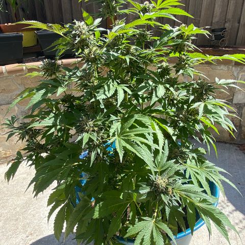 Kush Mints growlog photo: Orange hairs are becoming more prevalent! 