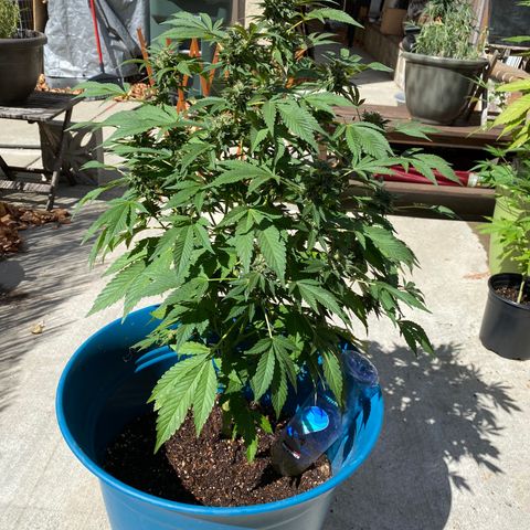 Kush Mints growlog photo: Orange hairs are becoming more prevalent! 