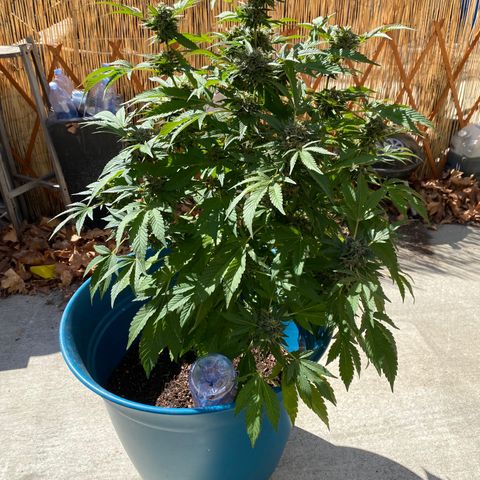 Kush Mints growlog photo: Orange hairs are becoming more prevalent! 