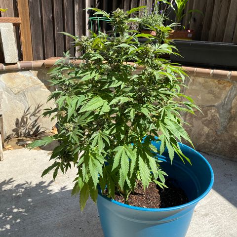 Kush Mints growlog photo: Orange hairs are becoming more prevalent! 