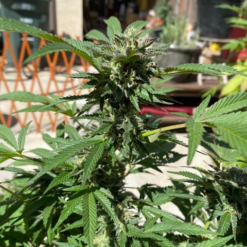 Kush Mints growlog photo: Orange hairs are becoming more prevalent! 