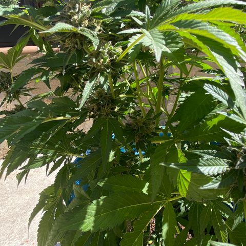 Kush Mints growlog photo: Orange hairs are becoming more prevalent! 
