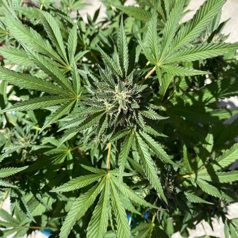 Kush Mints growlog photo: Orange hairs are becoming more prevalent! 