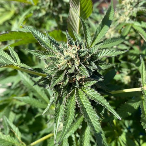 Kush Mints growlog photo: Started flushing