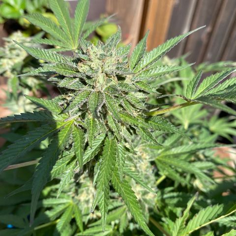 Kush Mints growlog photo: Started flushing
