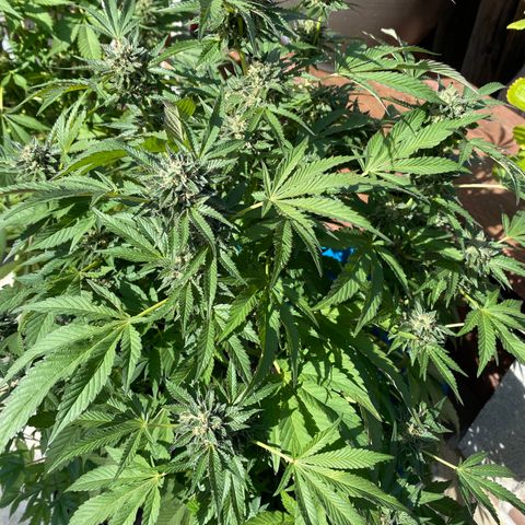 Kush Mints growlog photo: Started flushing