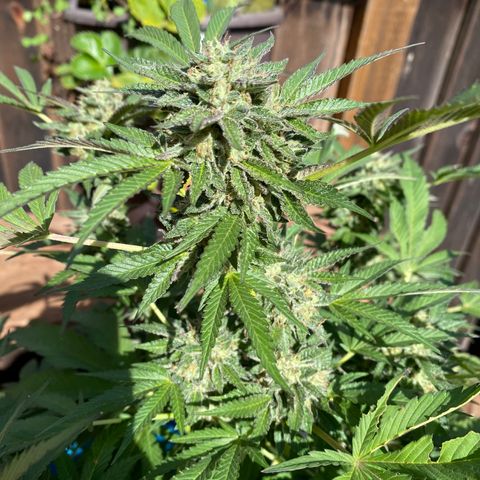 Kush Mints growlog photo: Started flushing