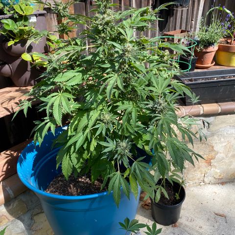 Kush Mints growlog photo: Started flushing