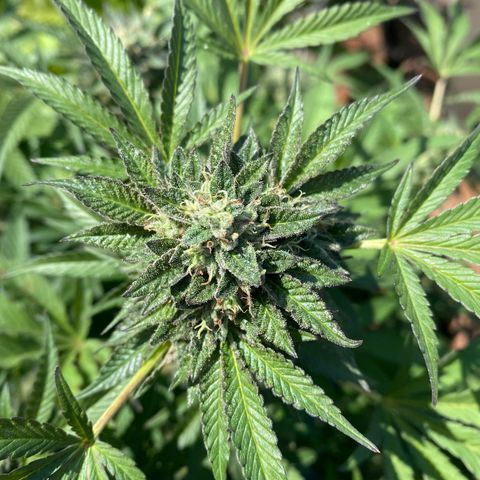Kush Mints growlog timeline photo