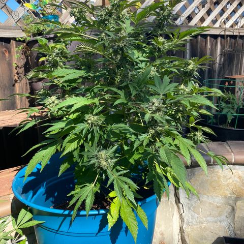Kush Mints growlog timeline photo