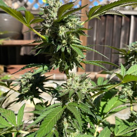 Kush Mints growlog timeline photo