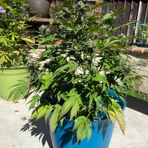 Kush Mints growlog timeline photo