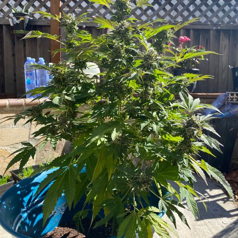 Kush Mints growlog timeline photo