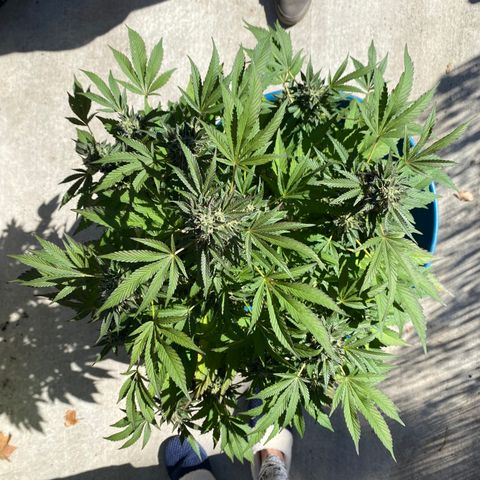 Kush Mints growlog timeline photo